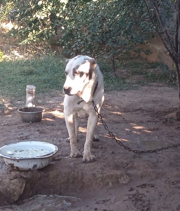 Алабай в добрые руки