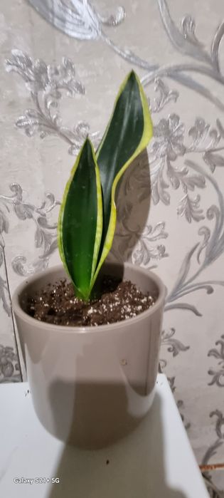 Продам сансевиерия