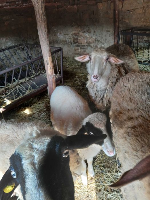 Продавам 3 овце и едно агне