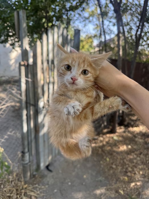 Отдам котят в добрые руки