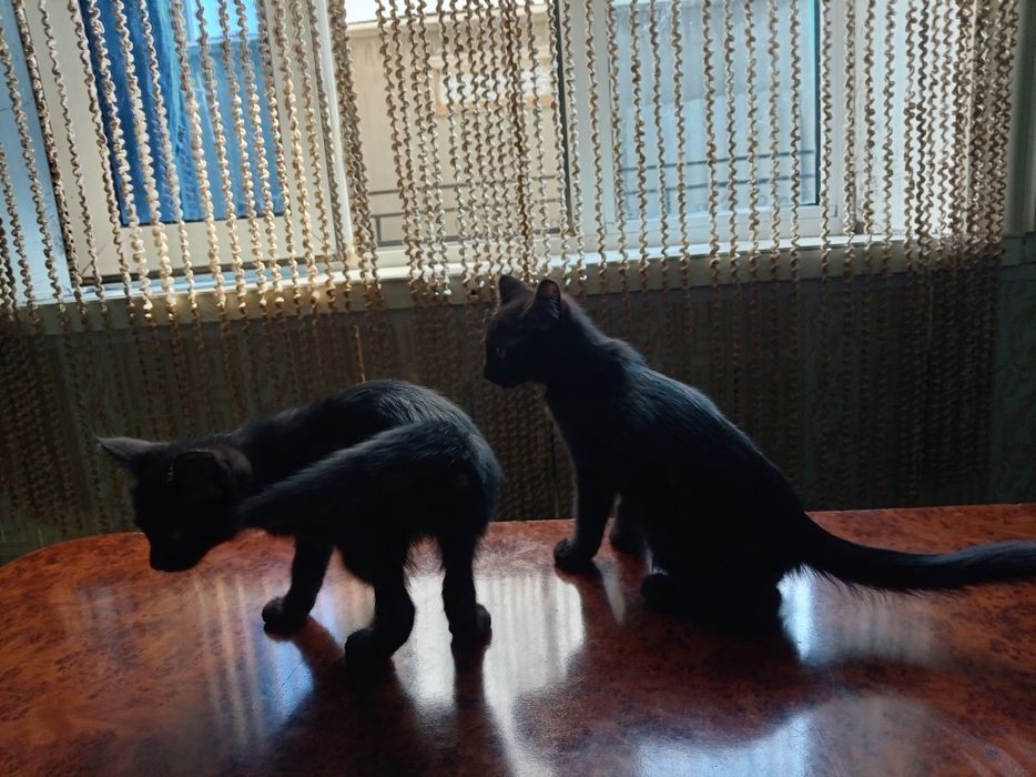 Erkak. Toza uy mushukchalari