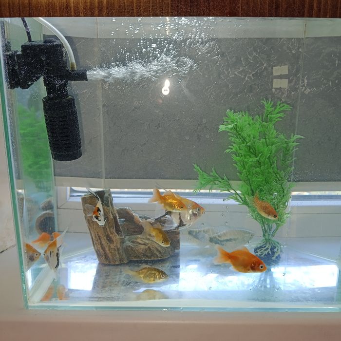 Продам аквариум с рыбками