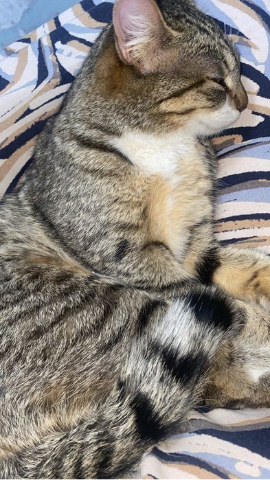 Кошке нужен дом .срочно!