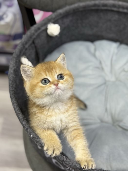 Британская золотая шиншилла