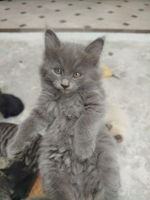 Отдам даром котята