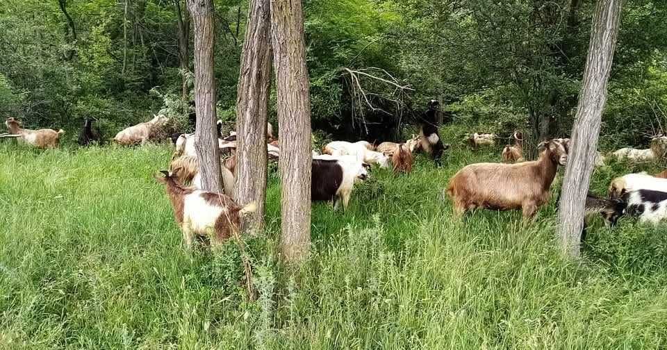 Продавам ярета за клане или разплод