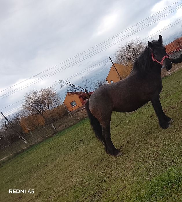 Vând manza de 3 ani jumate