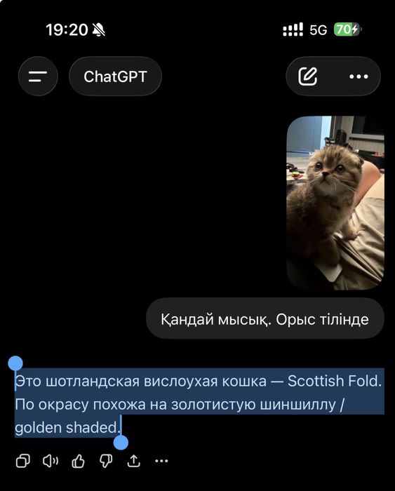 шотландская вислоухая кошка