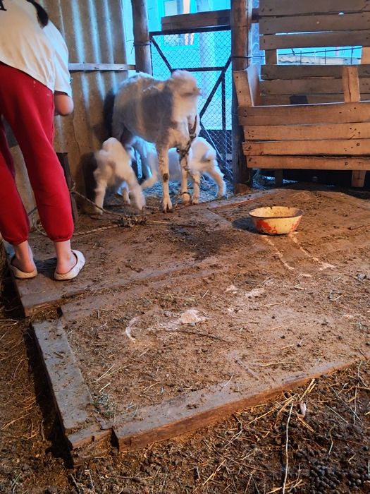 Ешкі сатылады екі