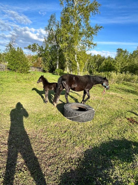 Продам Лошадей