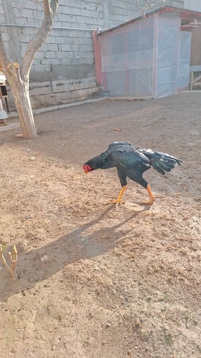 Бойцов, дакан.,.