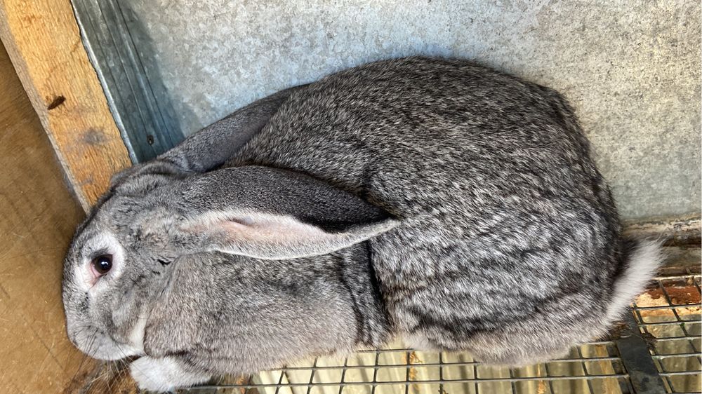 продам кроликов в большой количестве