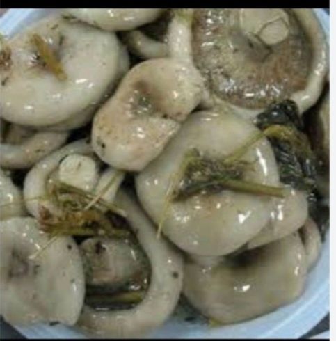 Продаю грибы солёные грузди