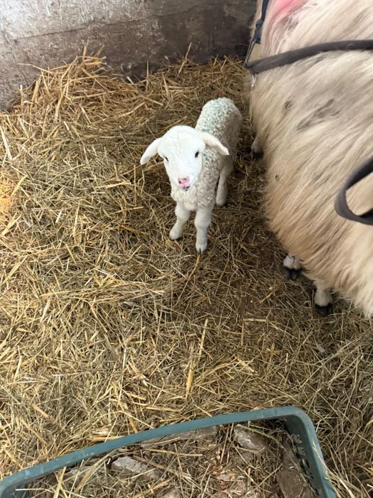 Ou cu mieluțe de vanzare!