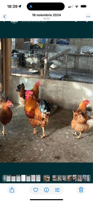 De vanzare new hamshire