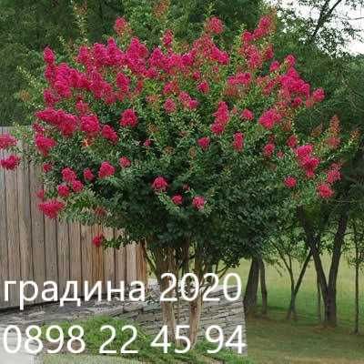 Лагерстремия - индийски люляк Налични 5 цвята