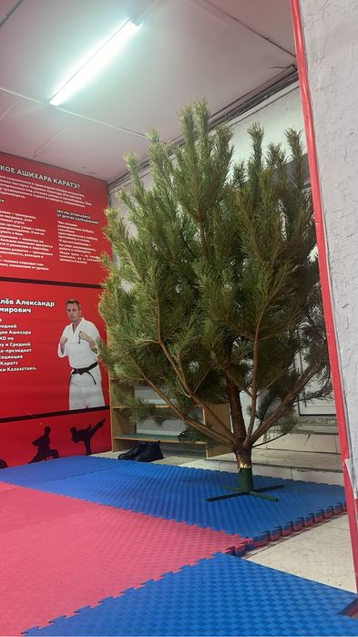 Продам ёлку 2.5 метра