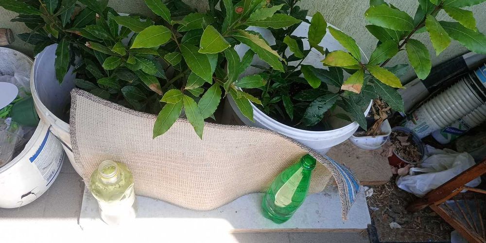 Дафина Дафинов лист