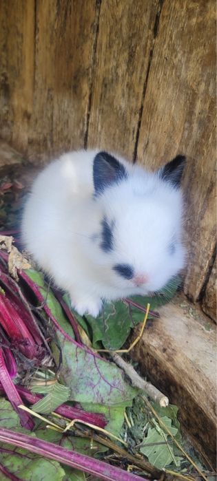 Кролики декоративные