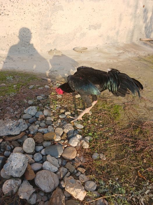 Золи товуклар сотилади
