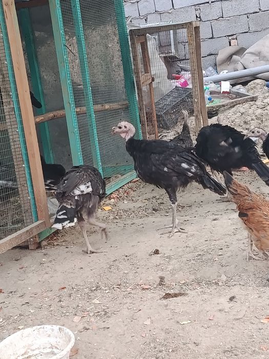 Kurkalar sotiladi damawniy