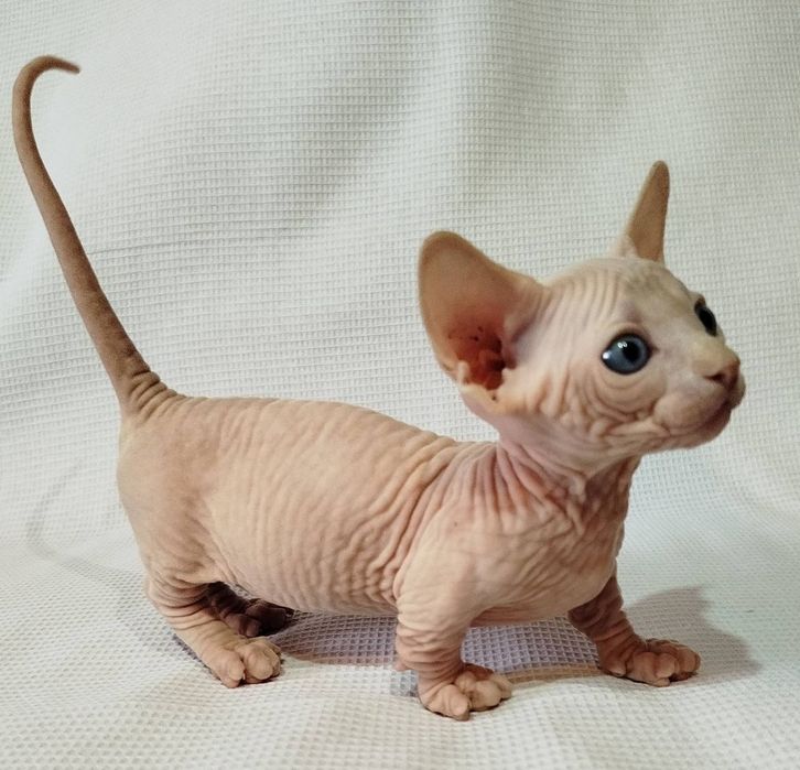 Котята эльф и бамбино