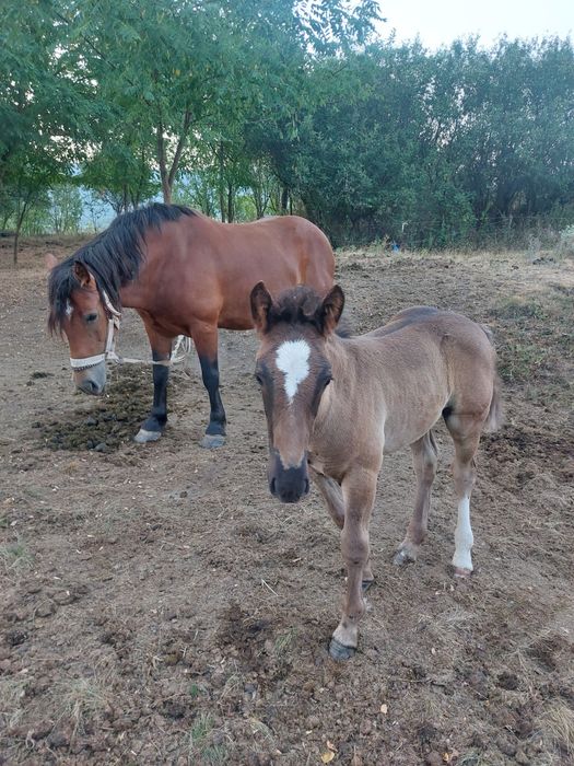 Vând sau schimb cu  tractor  iapa de 5 ani cu mânz sănătoasă  cuminte cu acte preț 3500 euro   negociabil tel  0743345213 Cluj