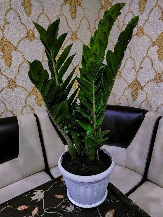 Комнатные цветы доставка