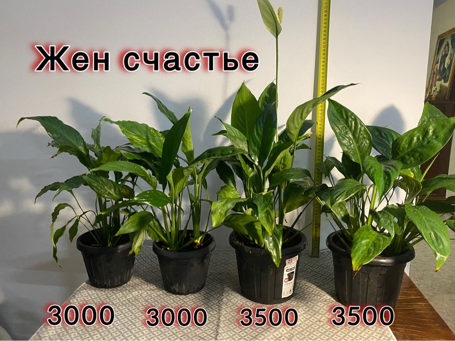 Цветы домашние комнатные