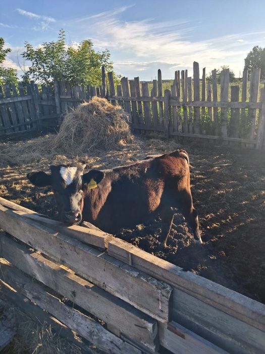 Продаю теленкаааа