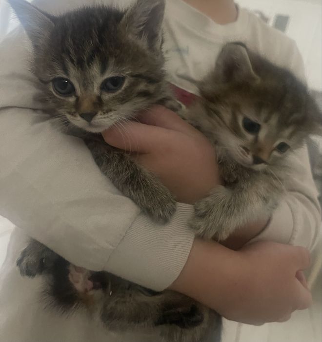 Котята девочки бесплатно