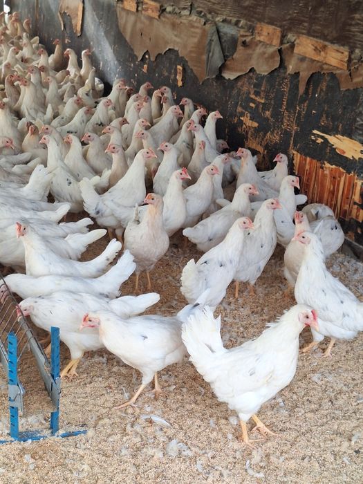 Несушки Коррал  Ник