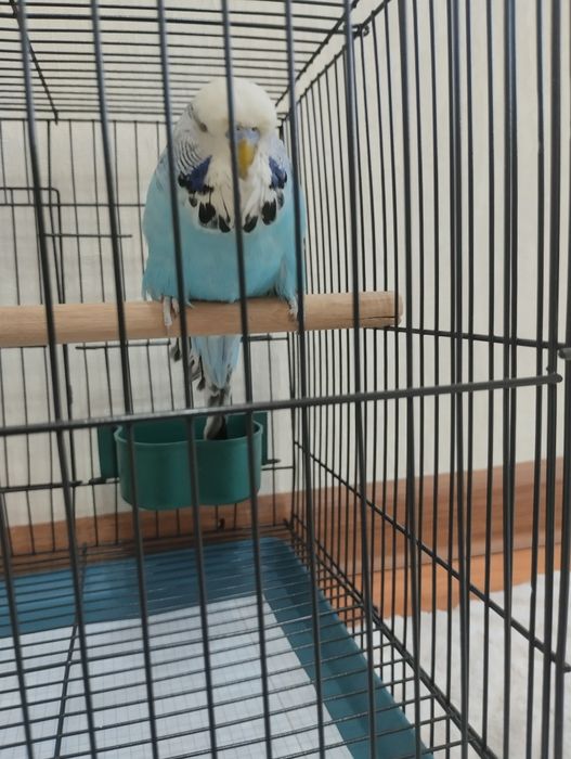Попугай Андука самец с клеткой новой