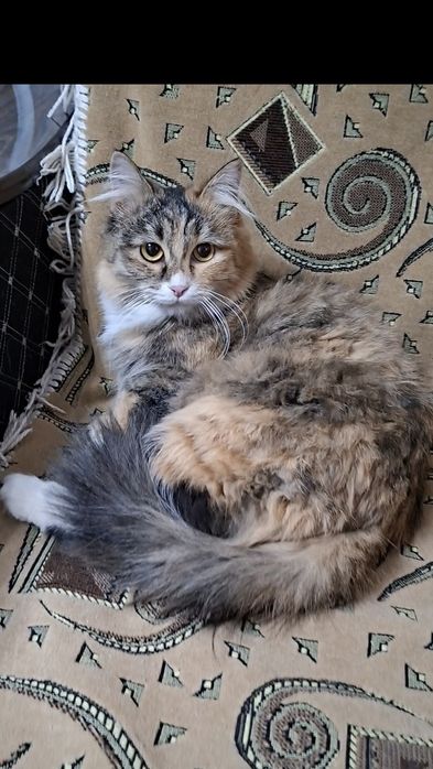 Молоденькая кошечка Марфуша в добрые руки!