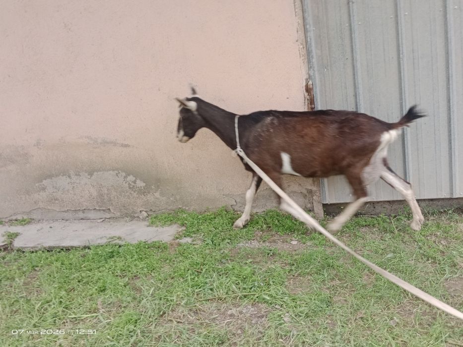 Альпи ешкісі сатылады