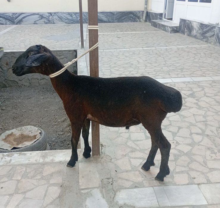 Qo’chqorcha sotiladi