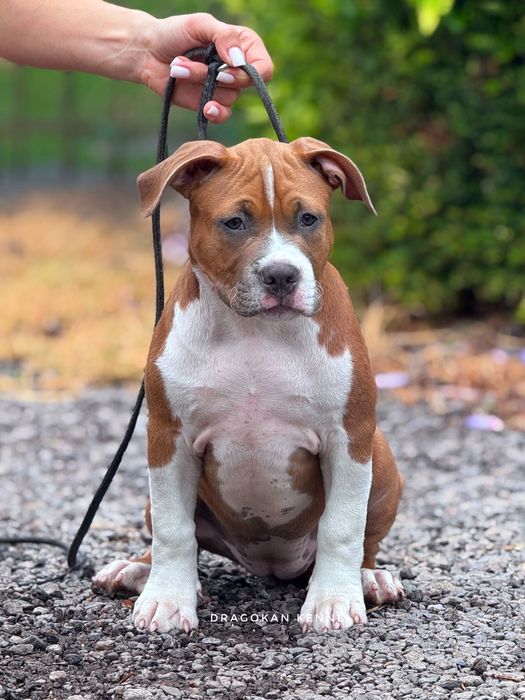Amstaff cu pedigree