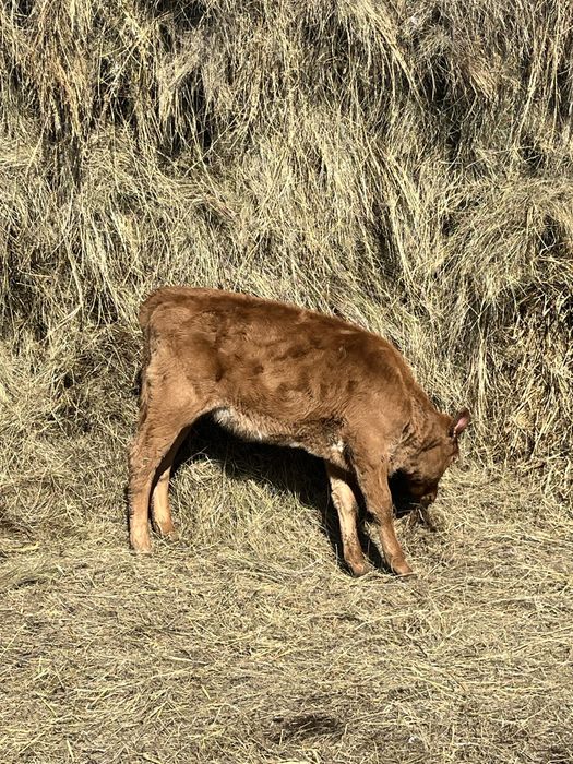 Продам теленка срочно