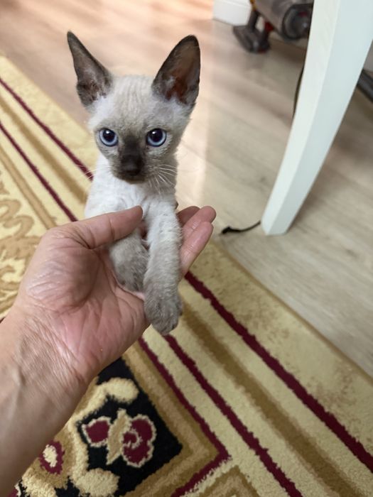 Котенок 2 месяца