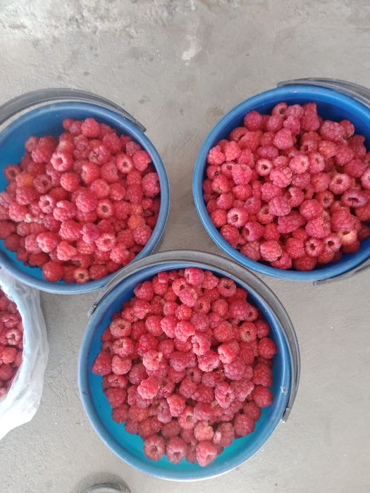 Продаются Саженцы Малины