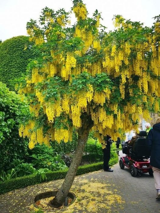 Salcam parfumat galben , rosu , roz , alb , mov