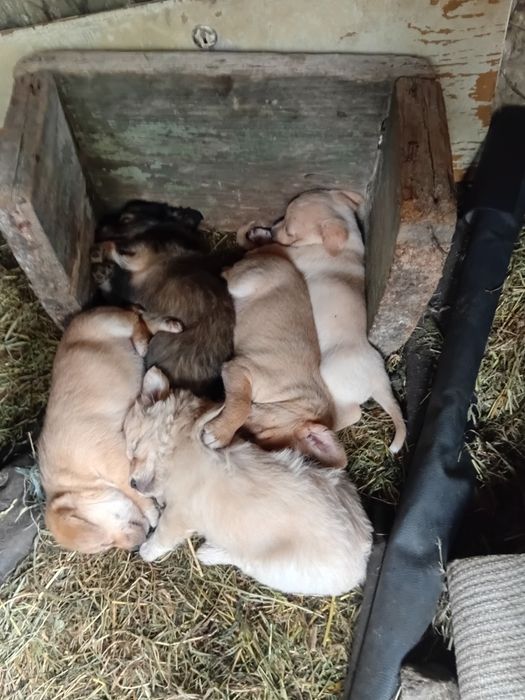 Dau căței spre adopție