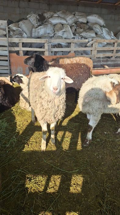 Продам   барашек