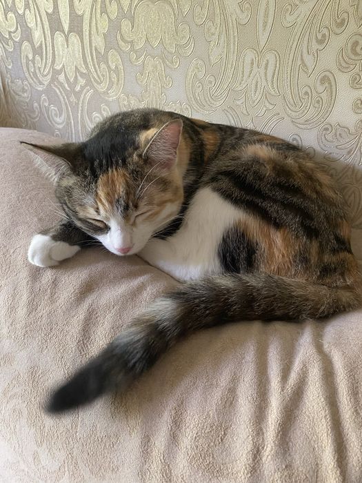 Отдам в хорошие руки кошку