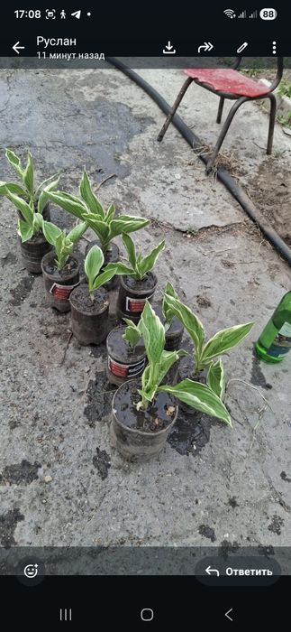 Продам хосту недорого