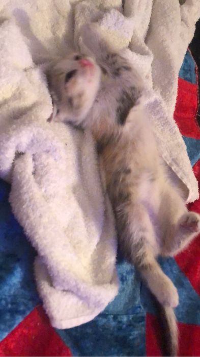 Котенок маленький девочка отдам срочно