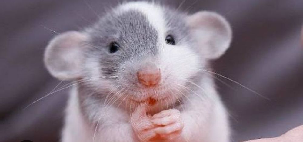 Крыски декоративные