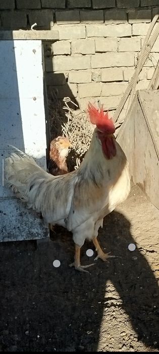 хуроз сотилади 7 ойлик