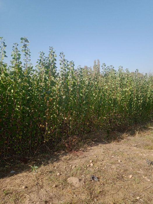 Терак кочат Terak kòchat