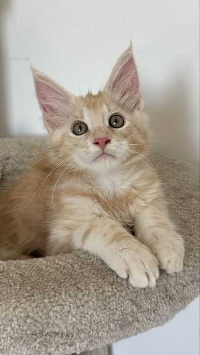 Котята! Продажа! Мейн-Кун!